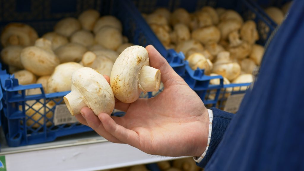 A man buys fresh champignon mushrooms at a farmer's fair, takes white champignon mushrooms from the shelf, for cooking at home. Close up view of the hands. Mushroom consumption concept.