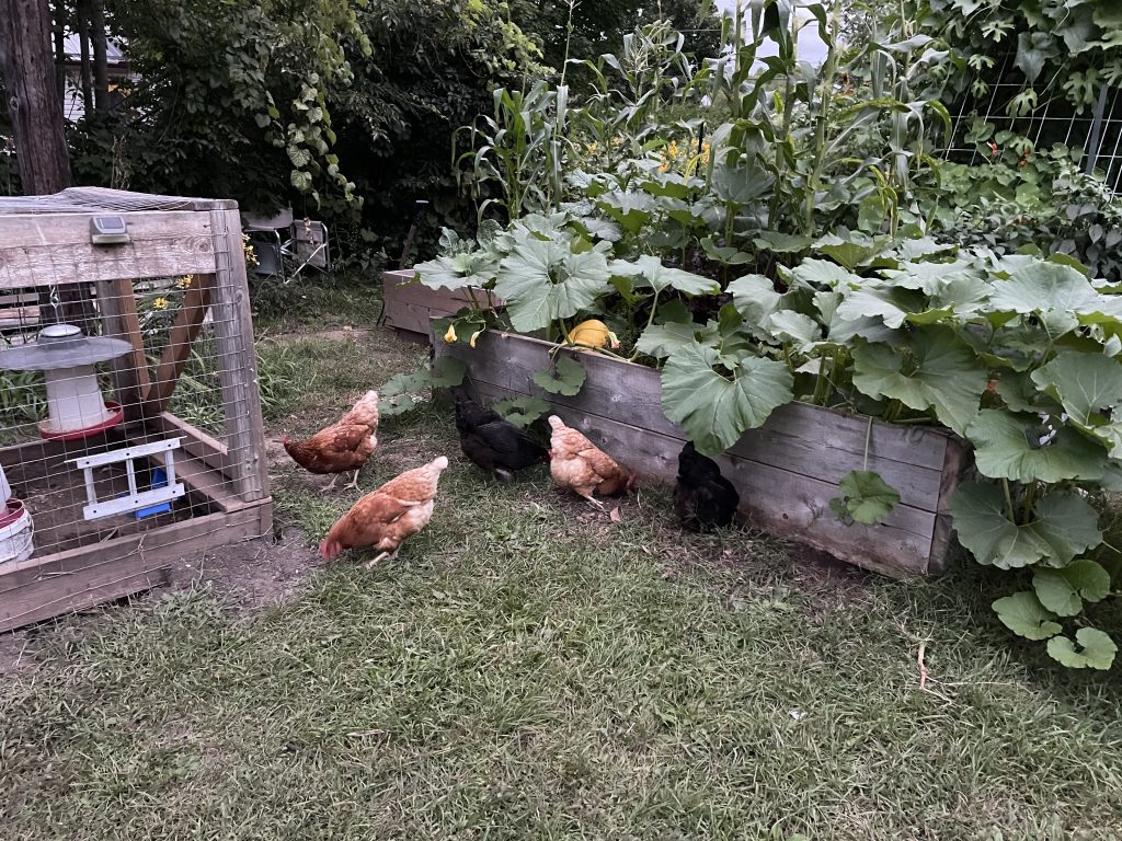 Backyard chickens and raised garden beds