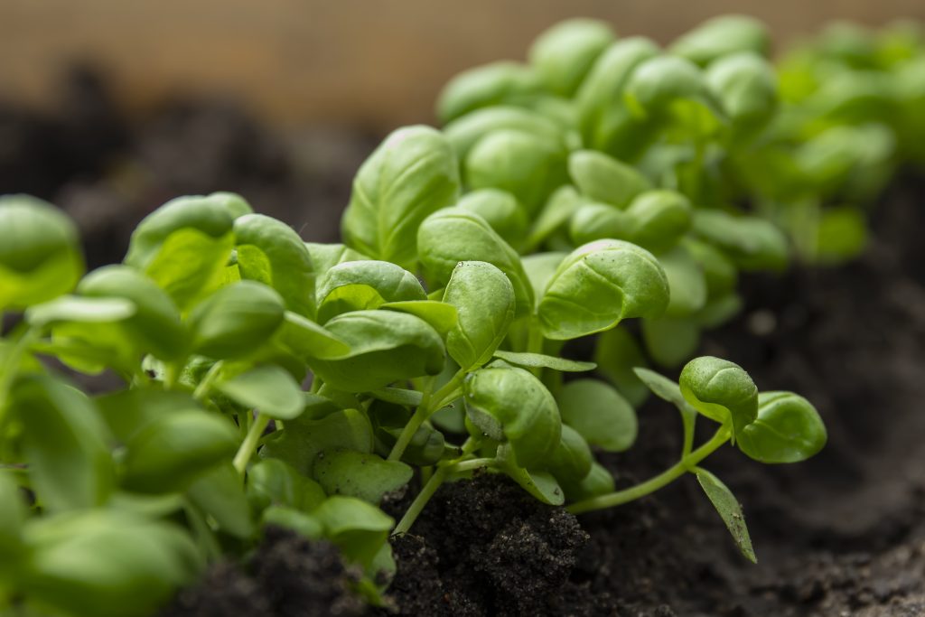Basil green sprouts in an ecological garden
