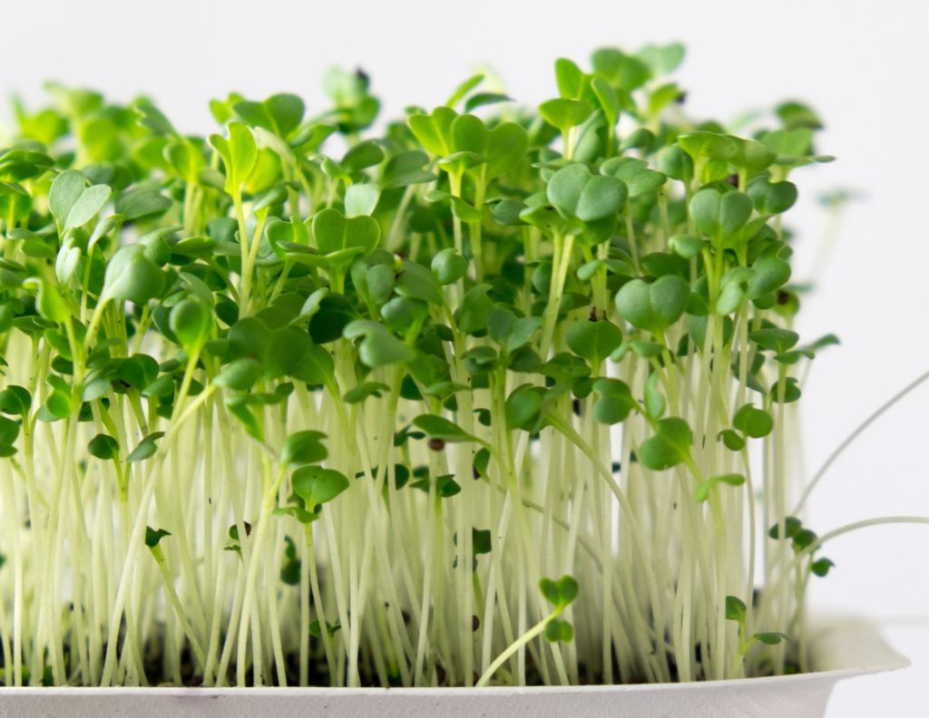 Broccoli living microgreens superfood
