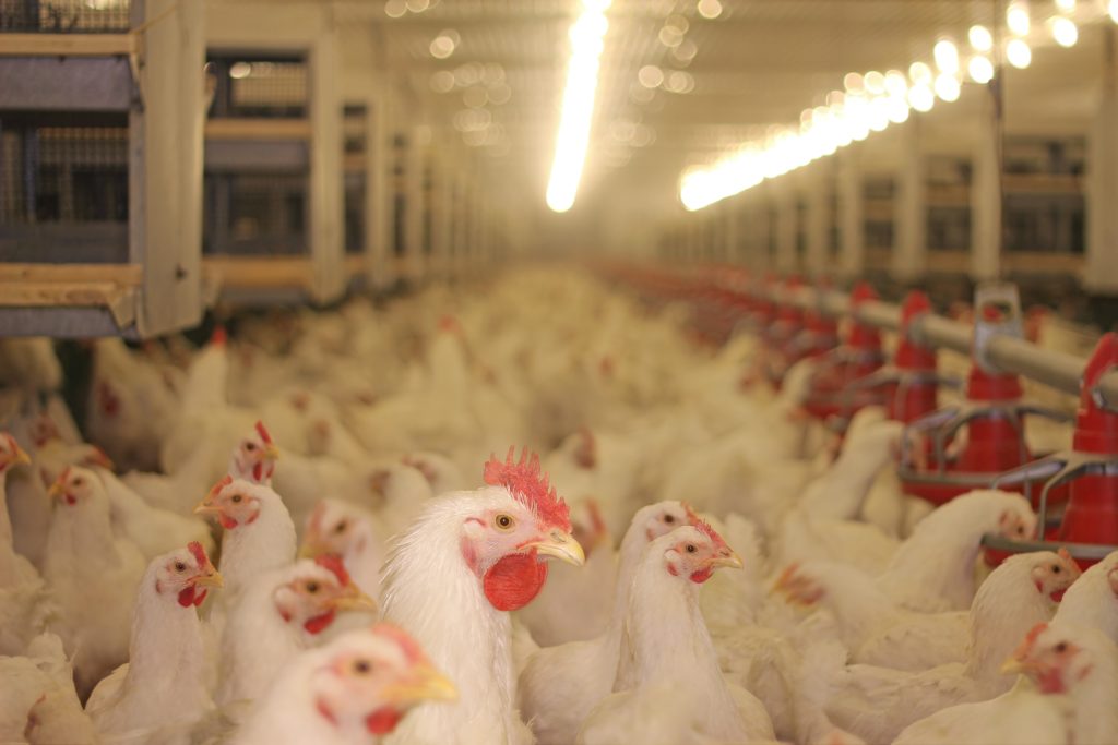 Chicken farm, eggs and poultry production