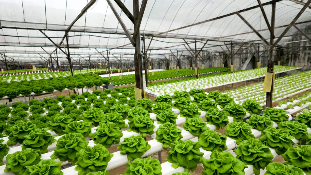 Growing lettuce in greenhouse using mineral salt solution.