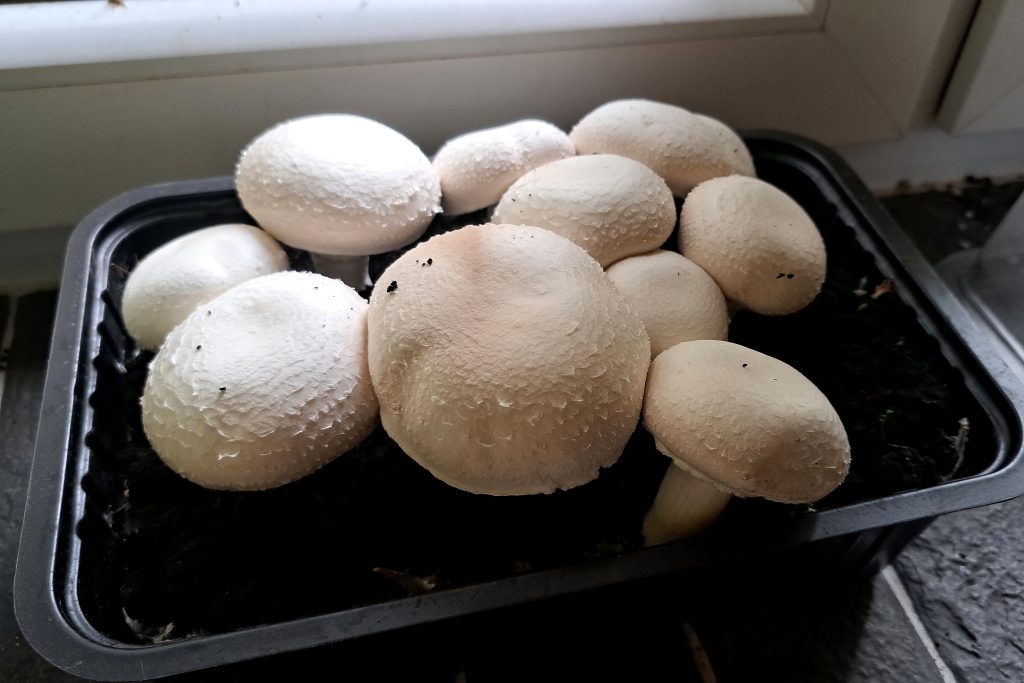 Growing mushrooms on a home windowsill.