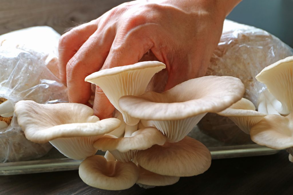 Hand Harvesting Growth Indian Oyster Mushrooms from the Fruiting Block