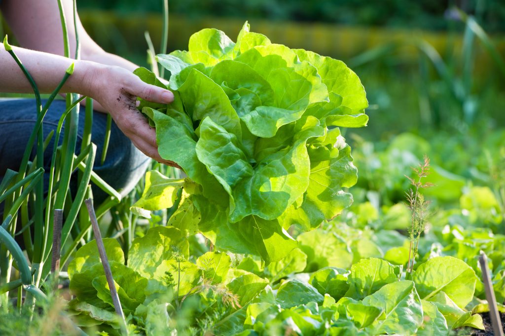 woman picking fresh salad from her vegetable garden