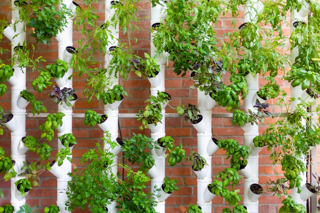 Hydroponic Wall Planters