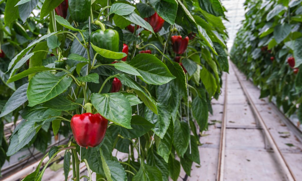 Hydroponic cultivation of Red Peppers or Capsicum annuum in a Dutch greenhouse
