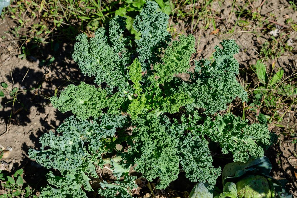 Large group of fresh organic green leaves of green curly kale or leaf cabbage in an organic garden, in a sunny autumn day, beautiful outdoor monochrome background photographed with soft focus