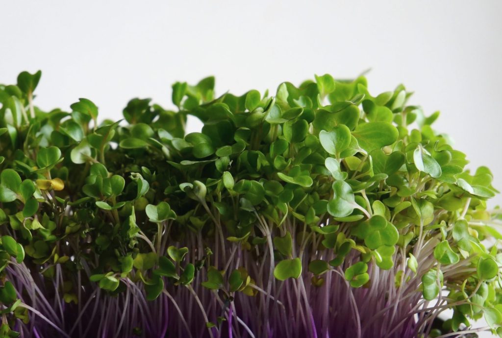 Violet Stems Of Strong Kohlrabi Micro Green Isolated On White