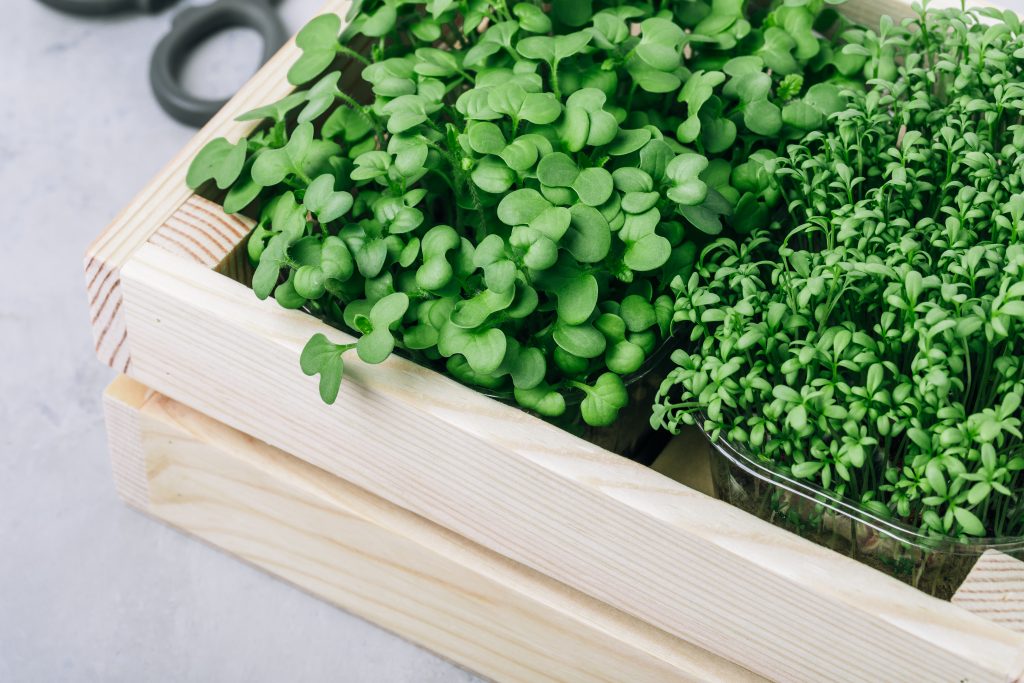 Microgreens. Superfood microgreen sprouts in  wooden box close-up.