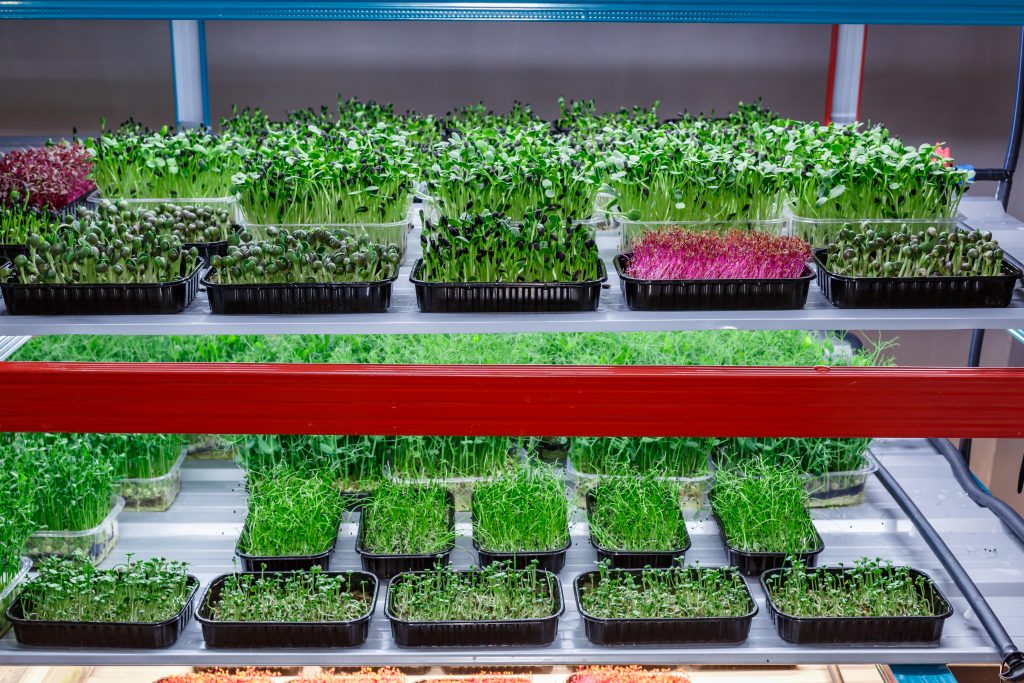 Urban microgreen farm.The microgreen in plastic trays.Baby leaves, phytolamp.Sprouting Microgreens on the Hemp Biodegradable Mats.Germination of seeds at home.Eco-friendly small business.