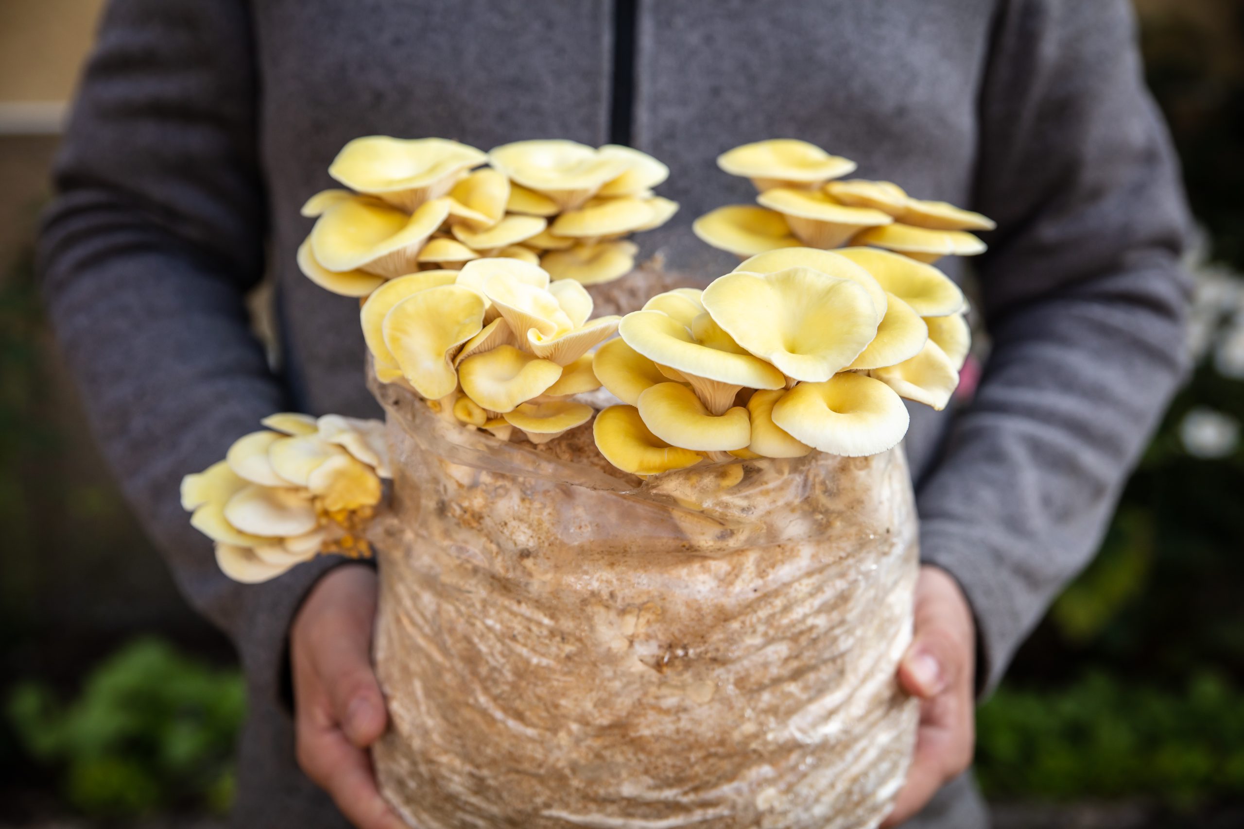 Mushroom grow kits