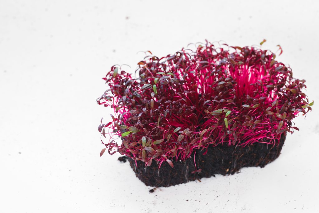 Organic Amaranth microgreens, red garnet or Chinese spinach. Seed germination at home. Vegan and healthy eating concept. Macro, selective focus