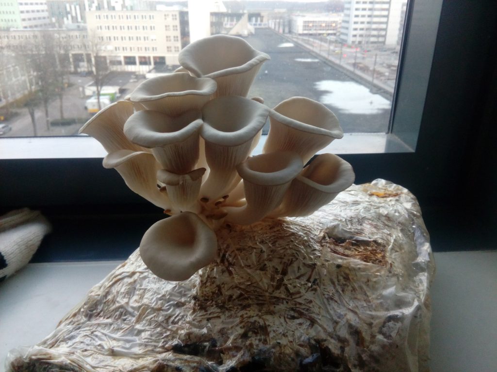 Oyster mushroom straw growing kit with large oyster mushrooms ready to harvest