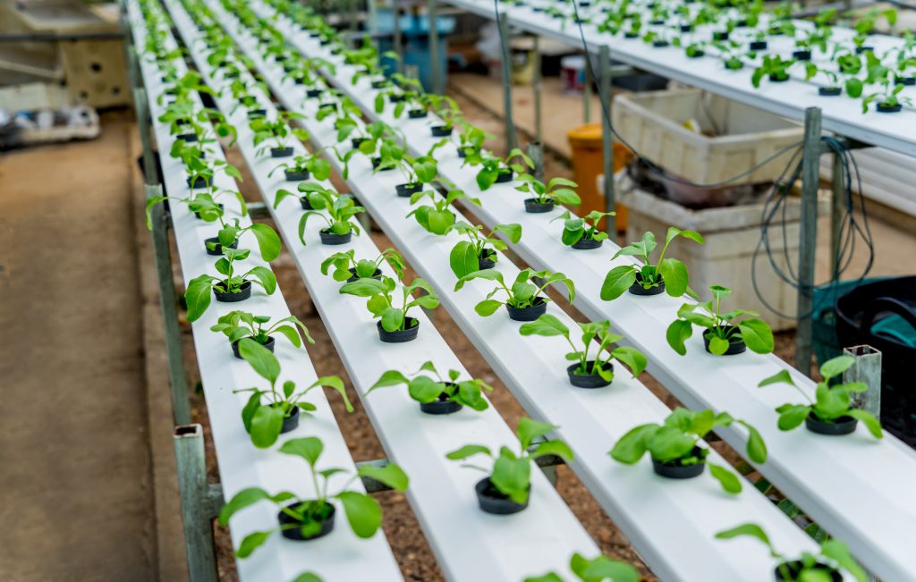 Racks with young microgreens in pots at hydroponics farms