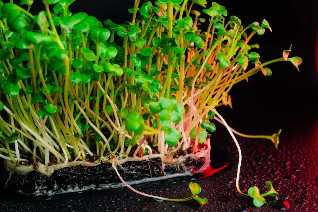 Red radish microgreen shoots close up on black background with water drops. Radish sprouts creative shots. Food decor. Superfood, healthy eating concept