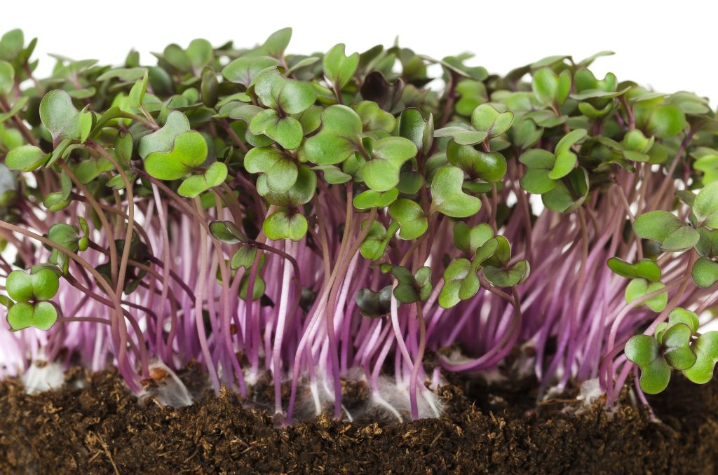 Red cabbage, fresh sprouts and young leaves front view over white. Vegetable and microgreen. Also purple cabbage, red or blue kraut. Cotyledons of Brassica oleracea in potting compost. Macro photo.