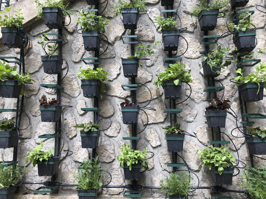Vertical herb garden on concrete wall in Paris