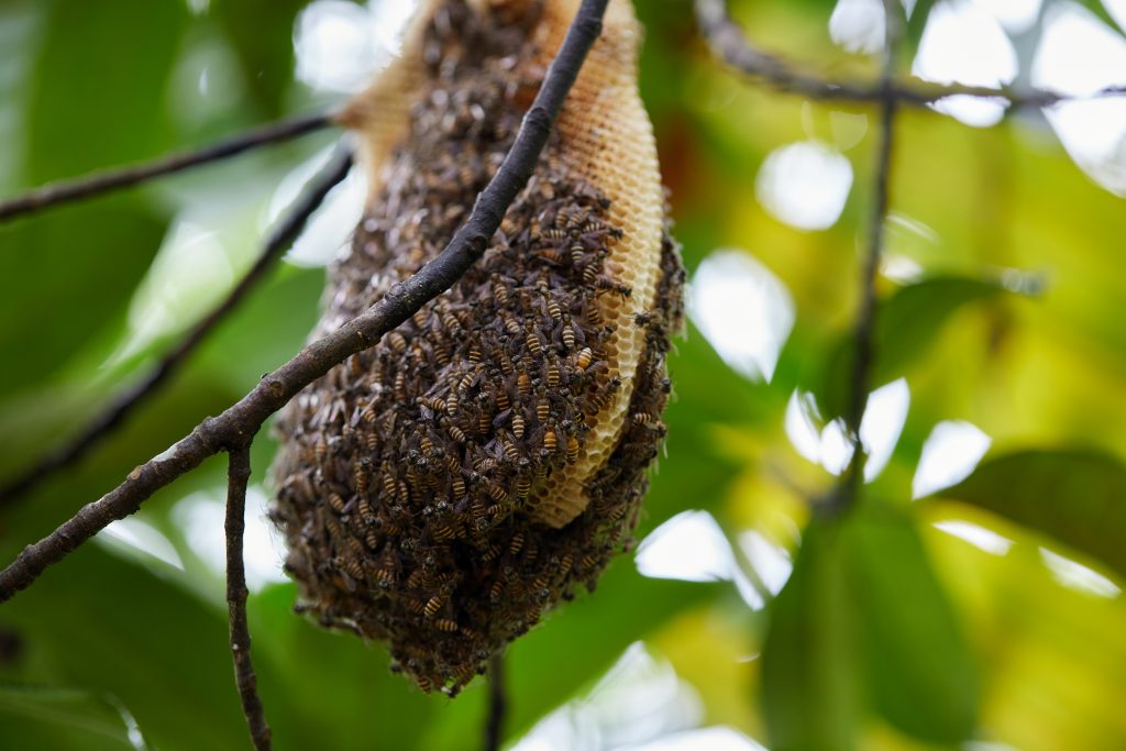 Bees with honeycomb on tree branch