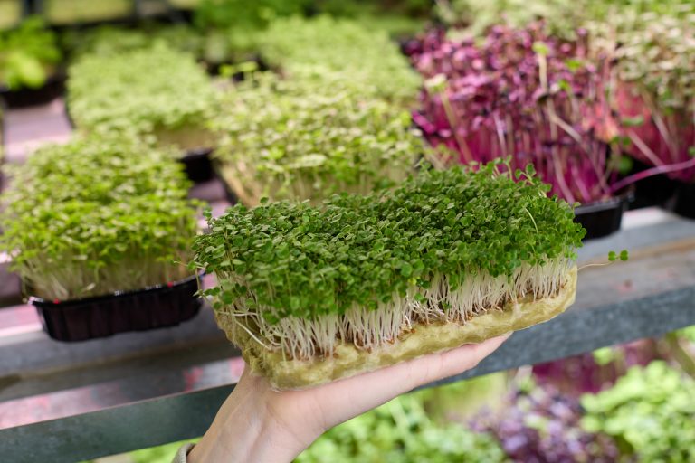 10 Tips to Buy Organic Microgreens Locally