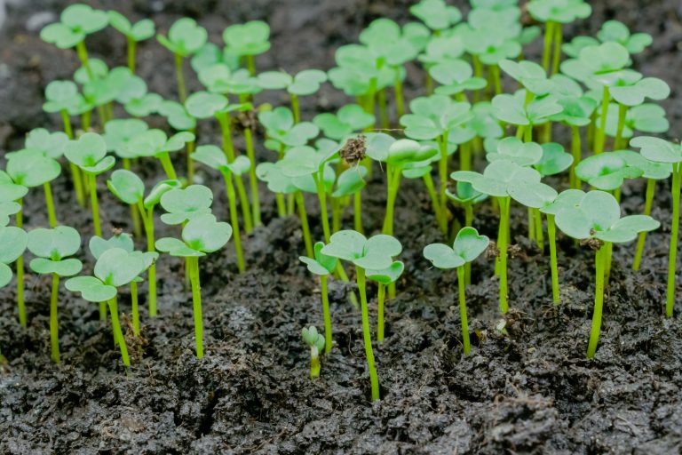 5 Tips to Reuse Soil After Microgreens Grow