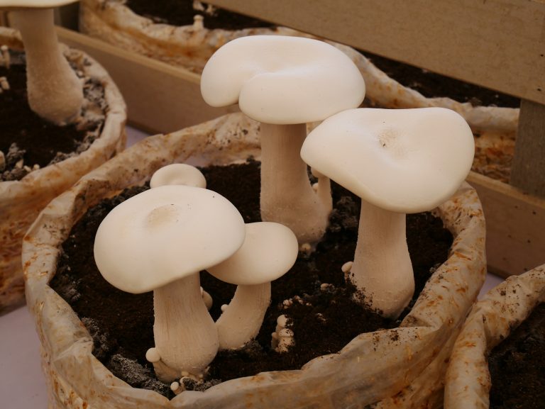 5 Facts on Mushroom Grow Kits’ Continuous Yield