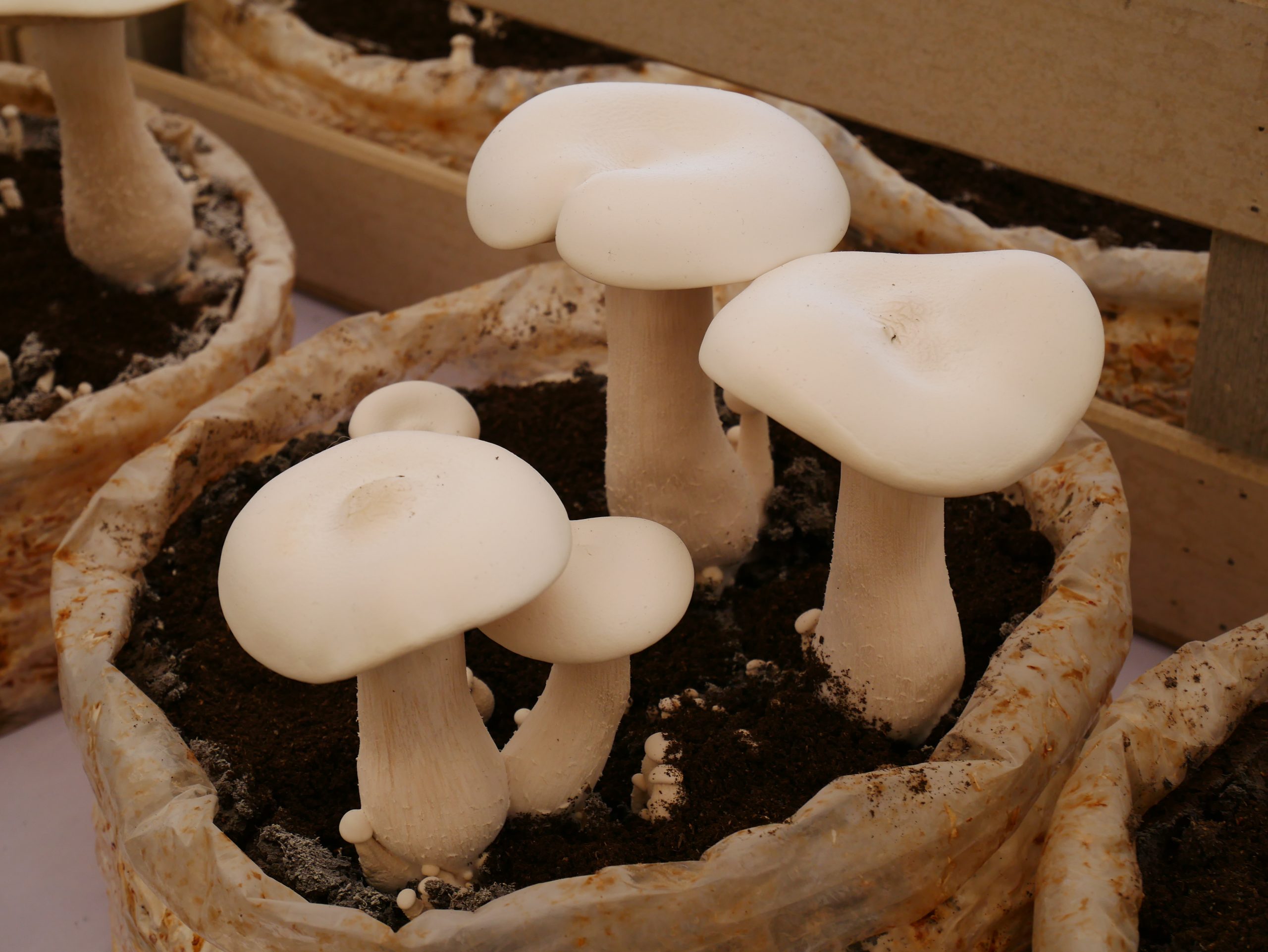 do mushroom grow kits keep producing