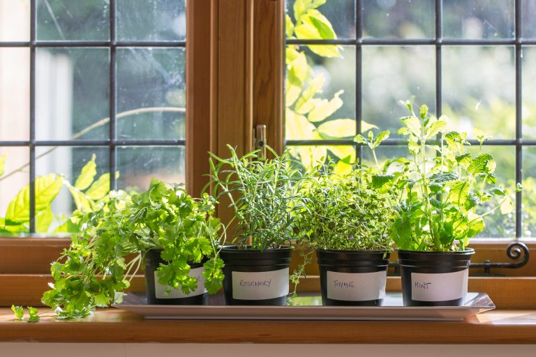 5 Surprising Truths: Do Indoor Herbs Lure Bugs?
