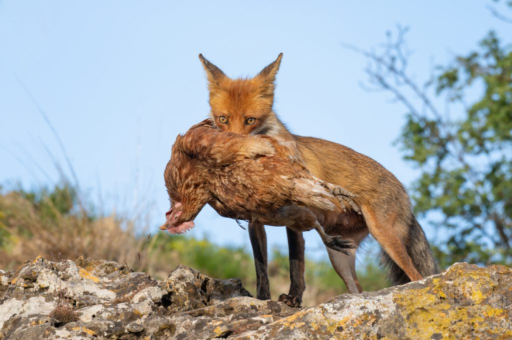 fox with a chicken