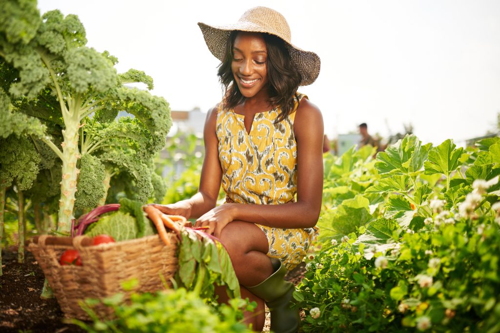 Fashionable black female gardener tending to organic crops at community garden and picking up a basket full of produce