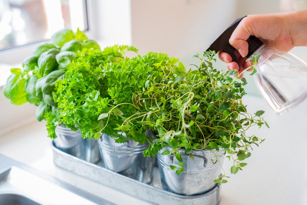 Close up hand watering home gardening on the kitchen. Pots of herbs with basil, parsley and thyme. Home planting and food growing. Sustainable lifestyle, plant-based foods. Selective focus. Copy space.