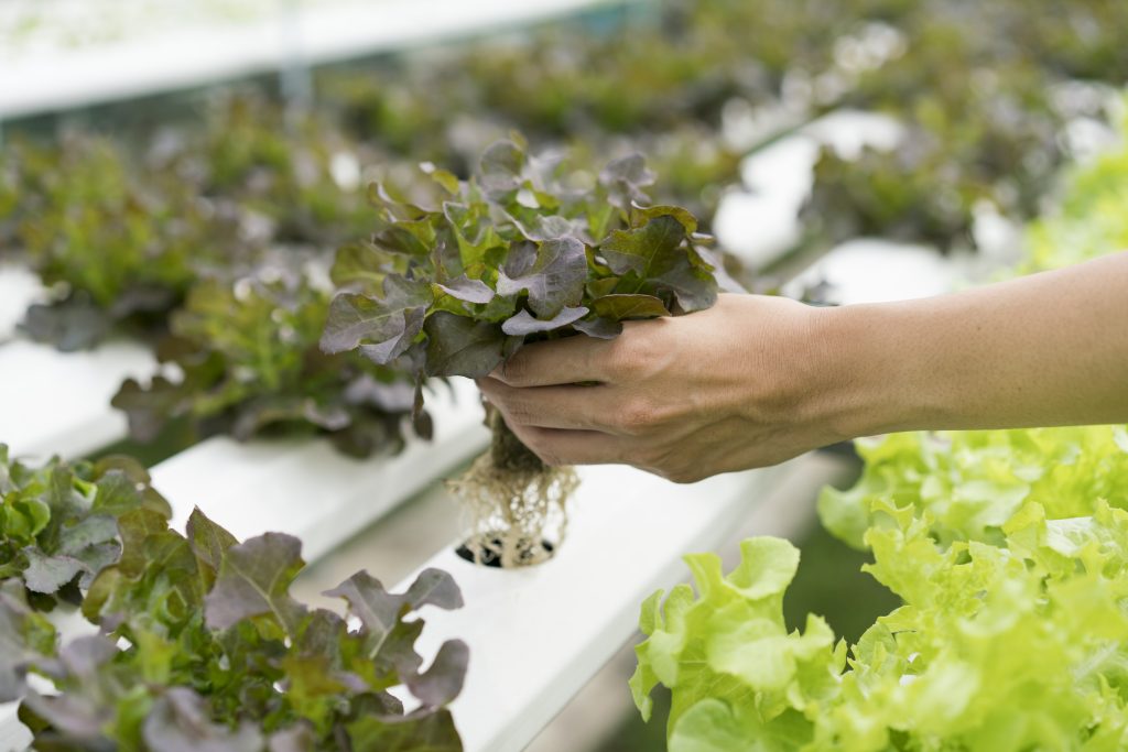  holding hydroponics vegetable plant