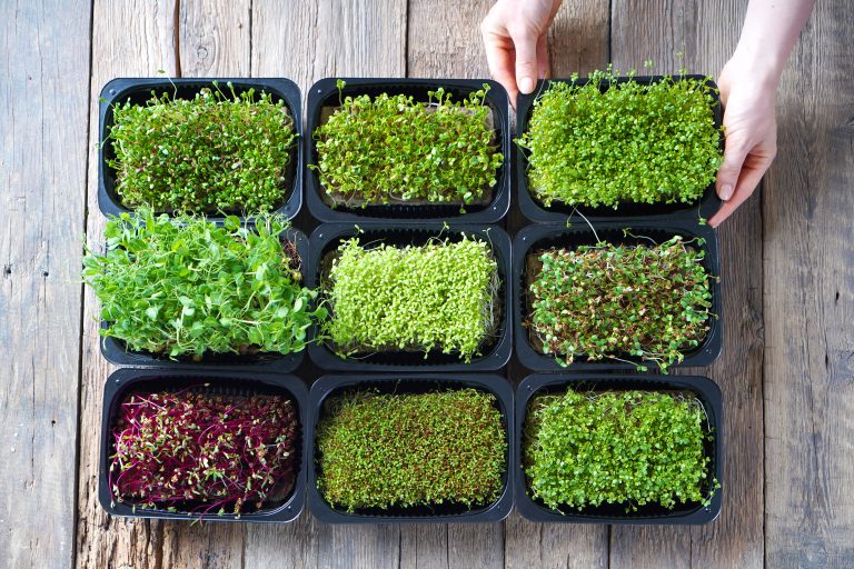 5 Key Differences Between Microgreens and Sprouts