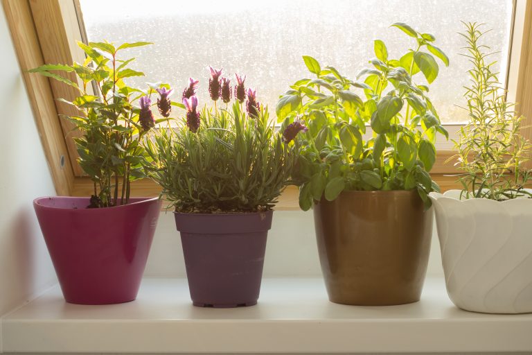 6 Fresh Ways to Garden in a Balcony-Free Apartment