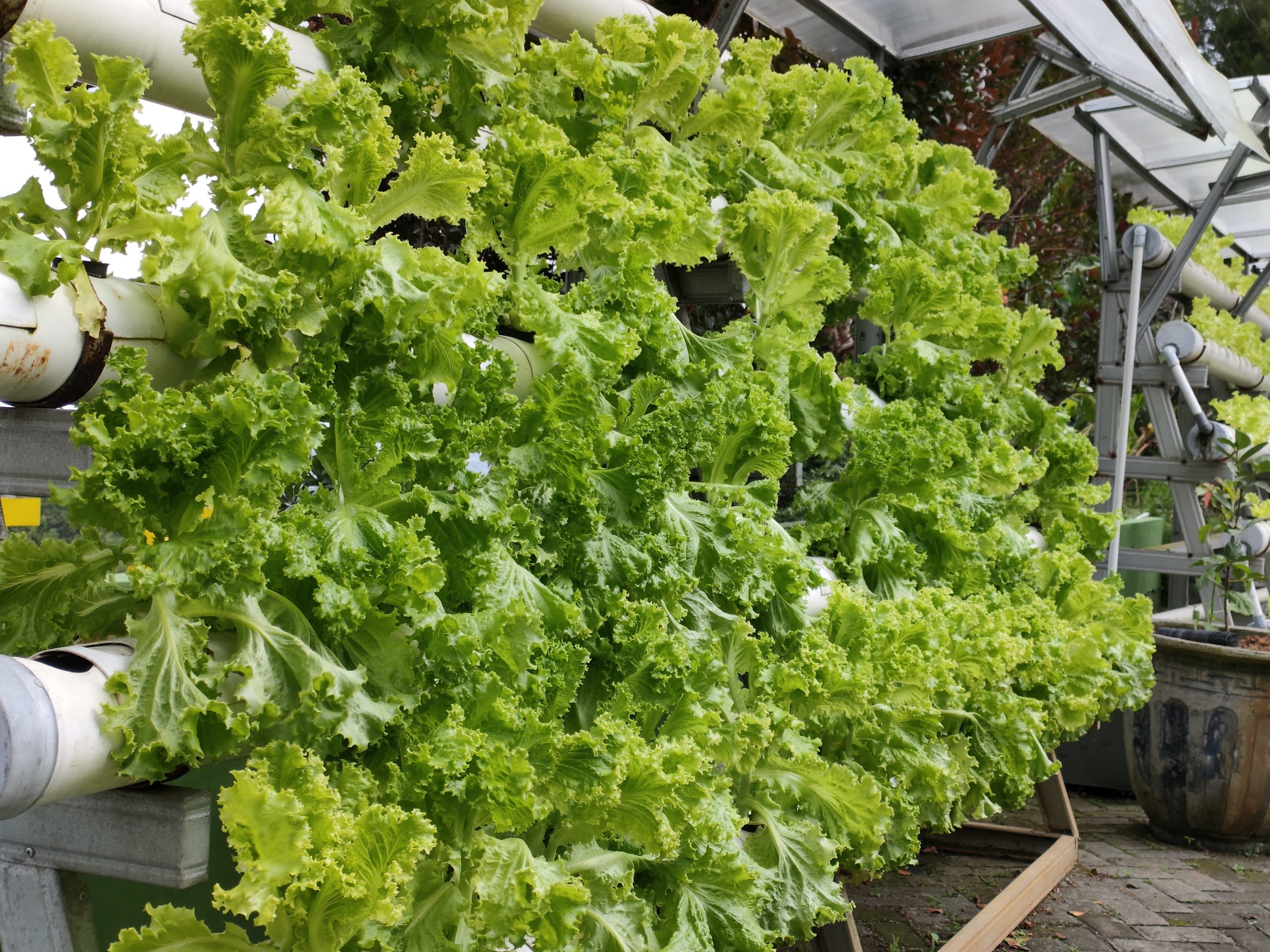 how do you take care of a hydroponic garden