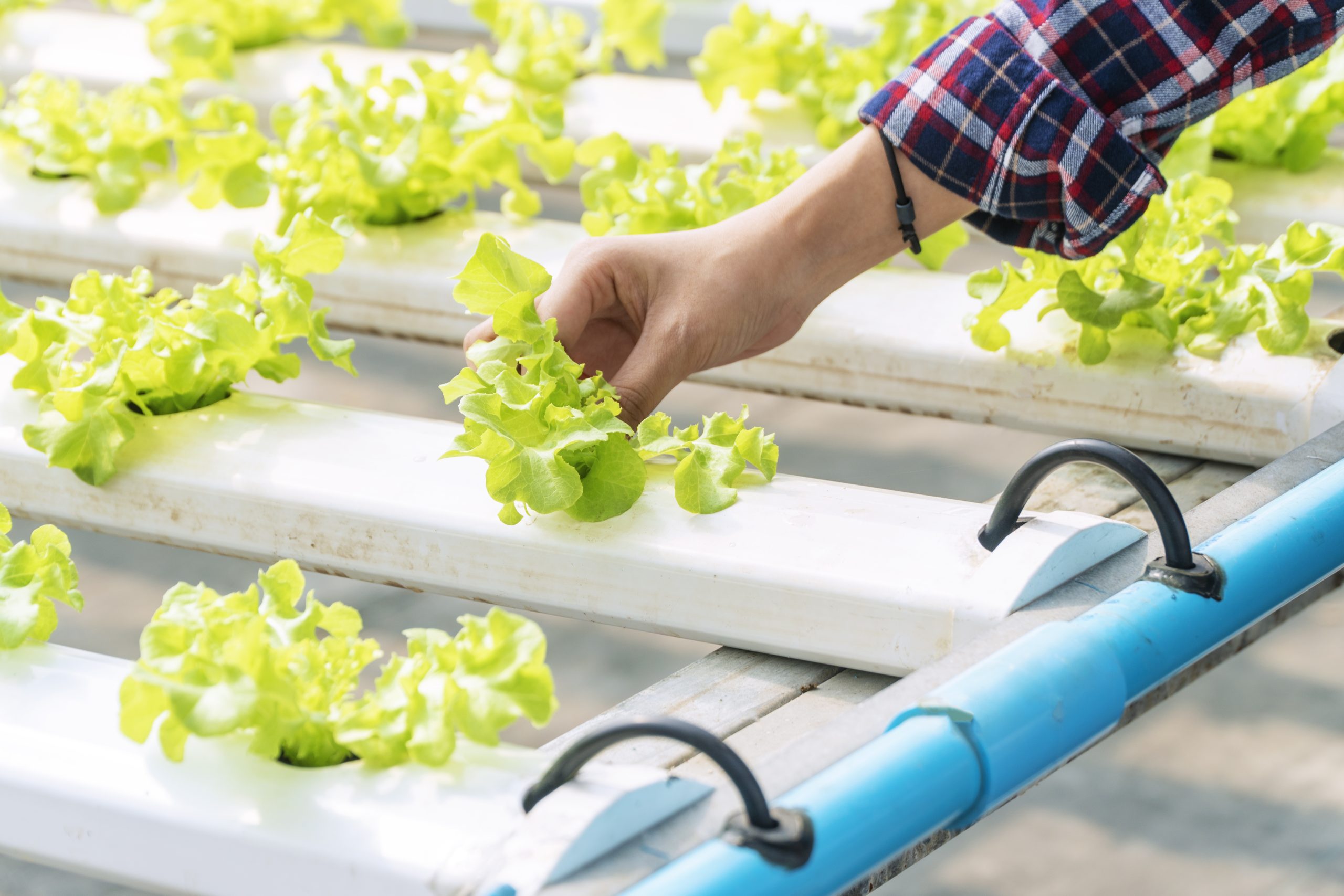 how often should you clean your hydroponic garden