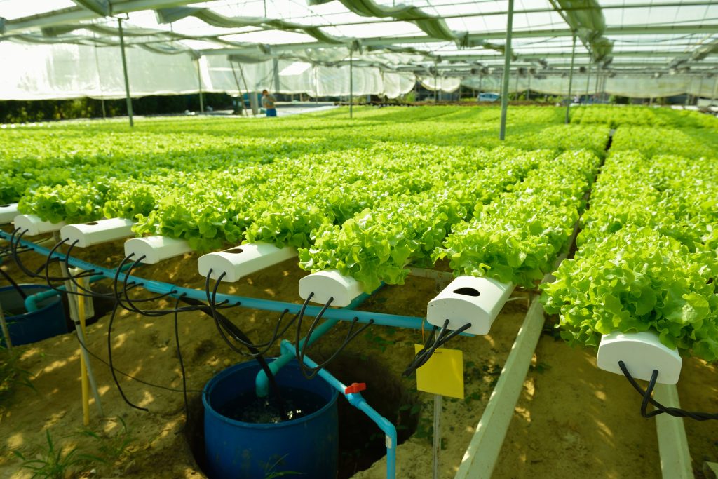 hydroponic green vegetable in farm plant market