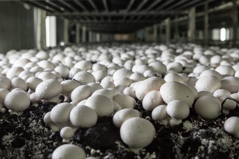9 Key Insights: Is Starting a Mushroom Business Profitable?