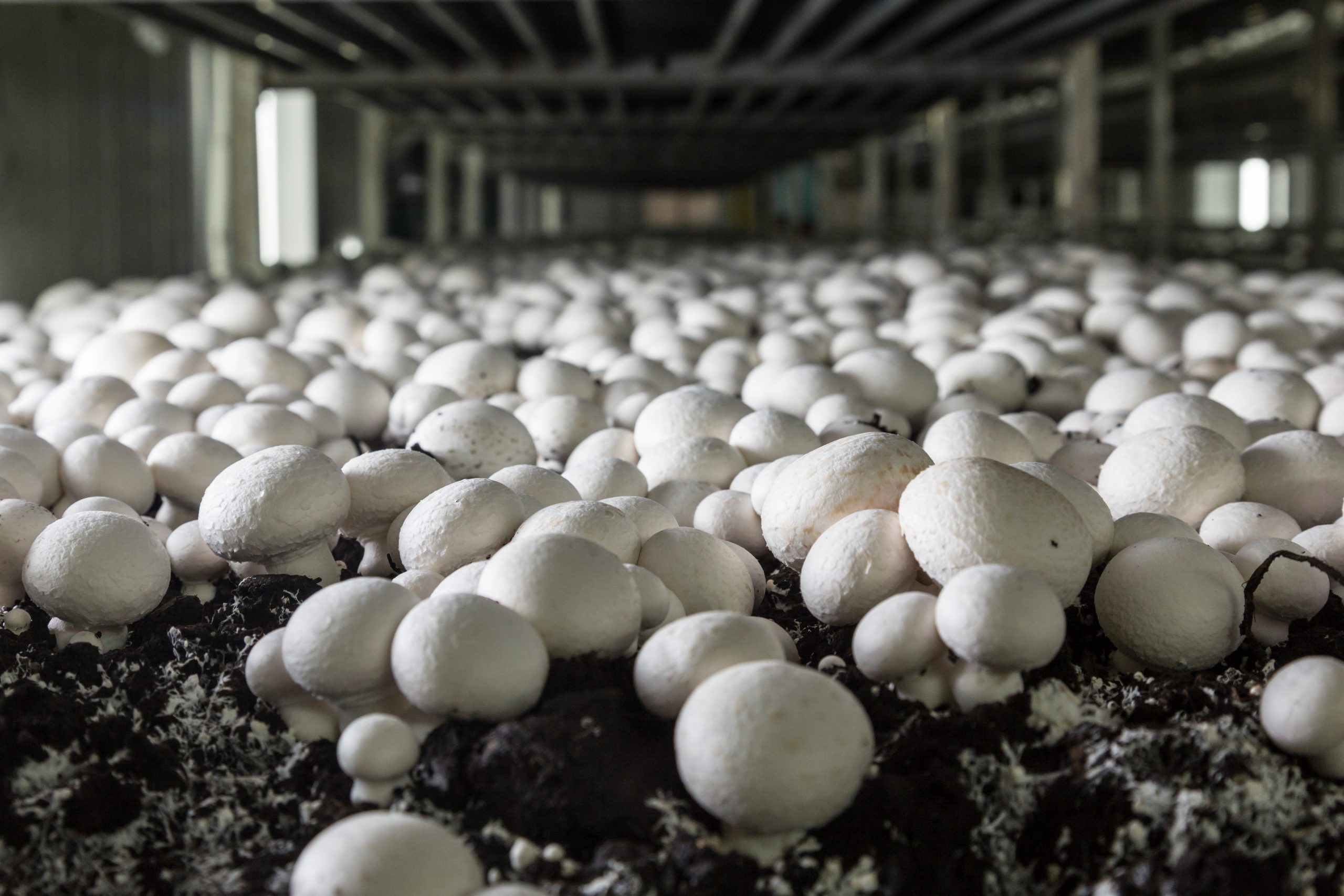 is a mushroom business worth it