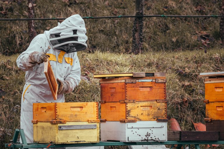 10 Surprising Costs of Beekeeping as a Hobby