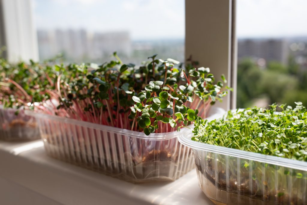 juicy fresh microgreens growing on a windowsill overlooking the city.