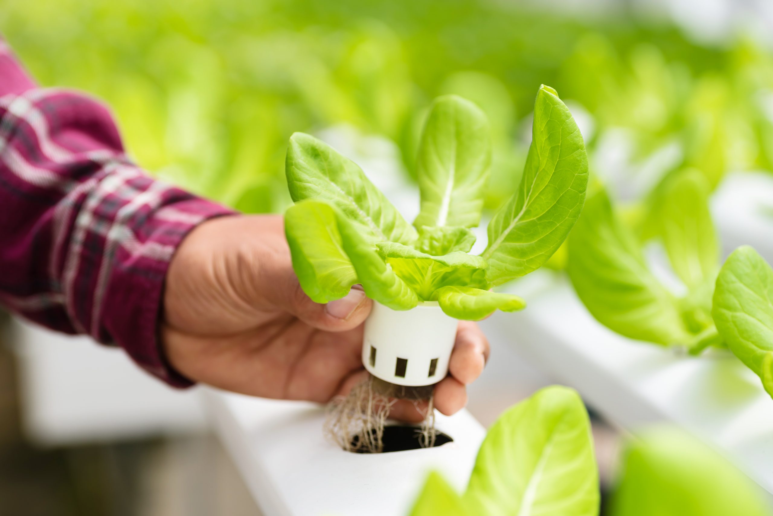 maintaining a hydroponic garden