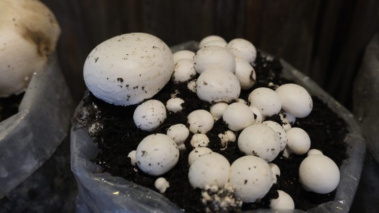 10 Pro Tips to Boost Your Mushroom Farming Yield