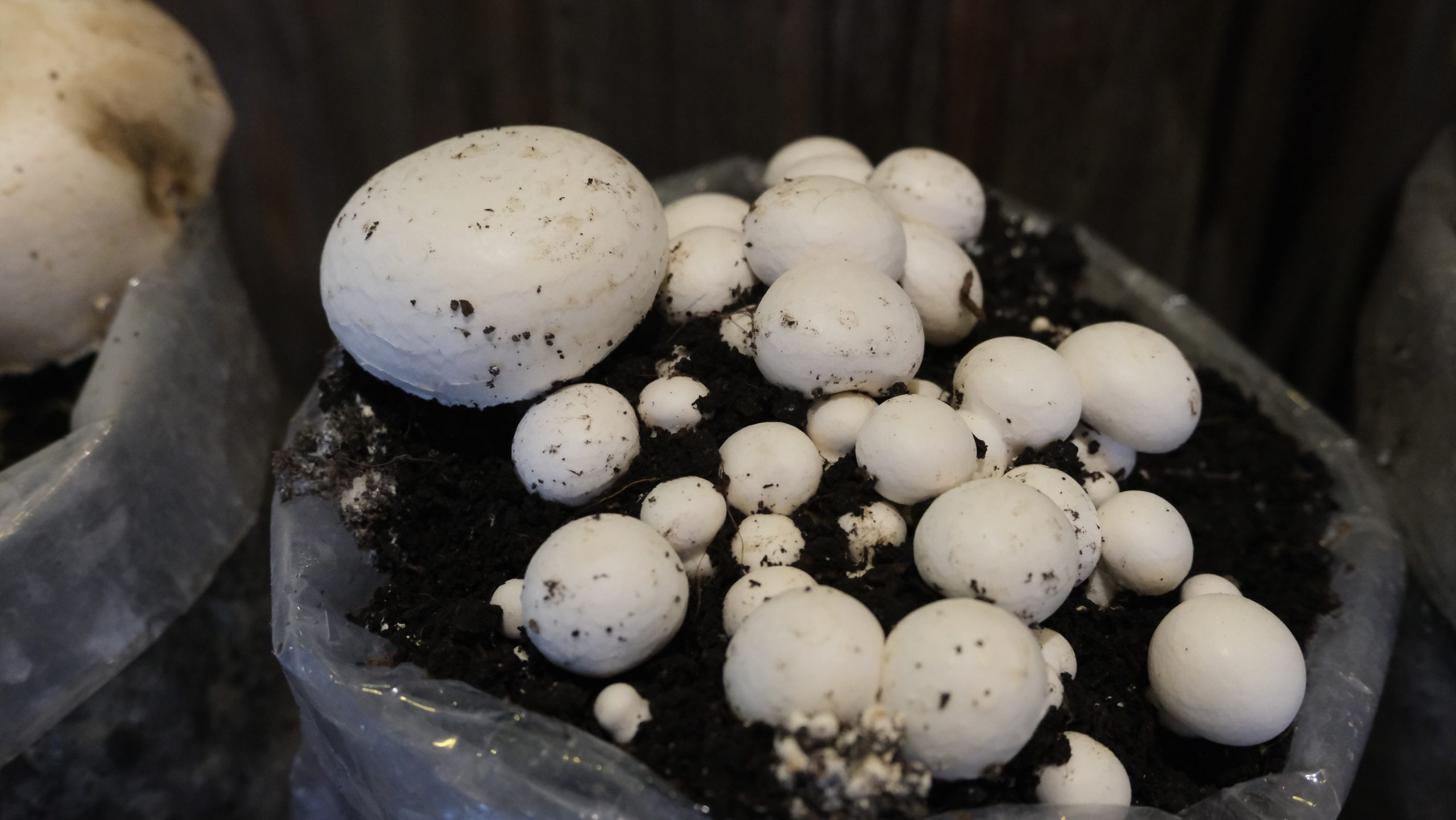 mushroom farming yield improvement