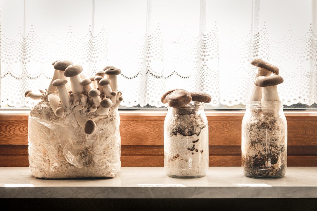 Fungiculture and home with substrate kit and various fungi types, shiitake and king oyster mushrooms, copyspace