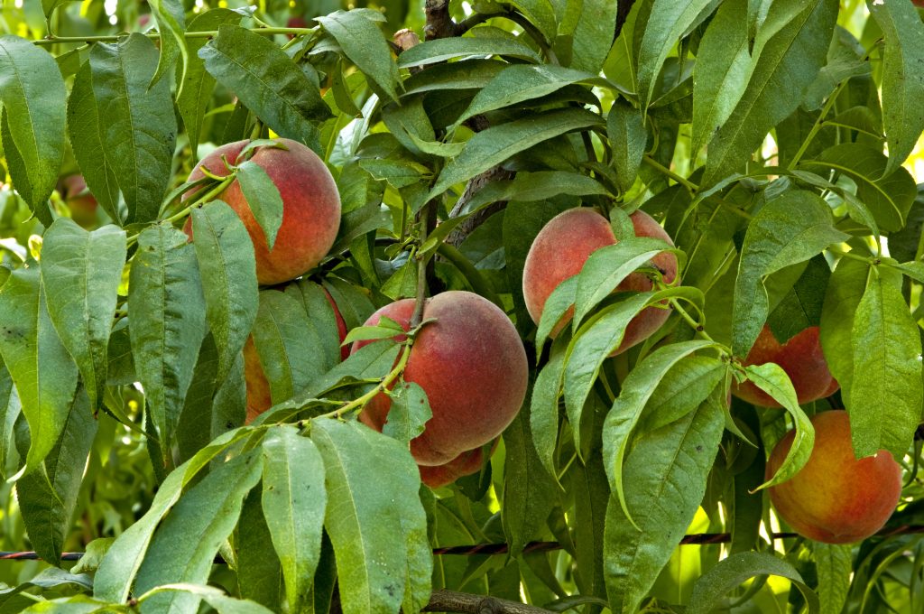 "This orchard of peaches is located near Tulare, California in the product rich Tulare County."