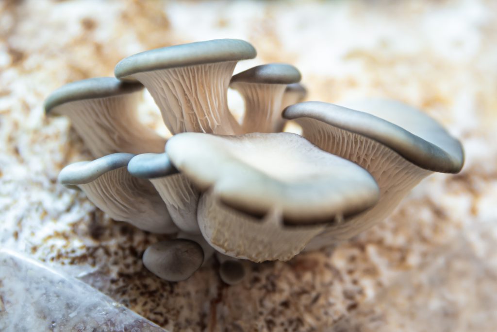 oyster mushrooms with mycelium substrate, fungiculture at home or on a mushroom farm, Pleurotus ostreatus