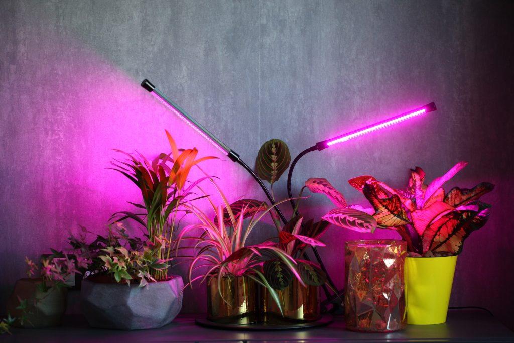 phytolamps illuminate potted plants  shelf  room