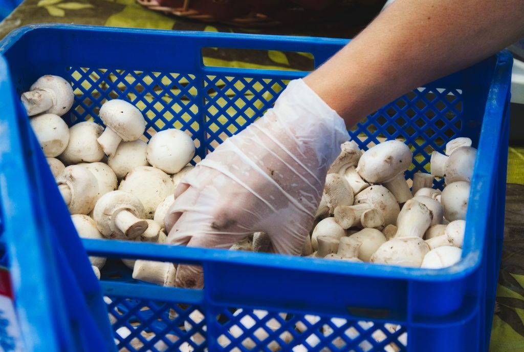 A food handler with latex gloves picking up white button (champignon) mushrooms from a plastic crate