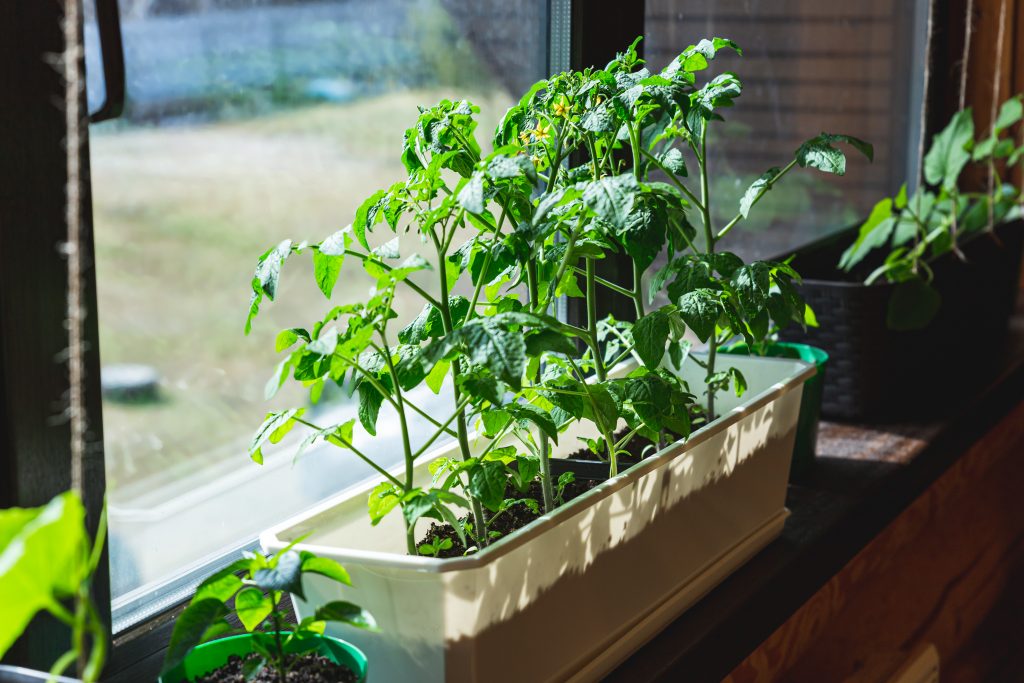 Young fresh seedlings, plantation of tomatoes, peppers and cucumbers in flower pots at the window. Growing organic vegetables, greens at home on the windowsill. New harvest, home garden.